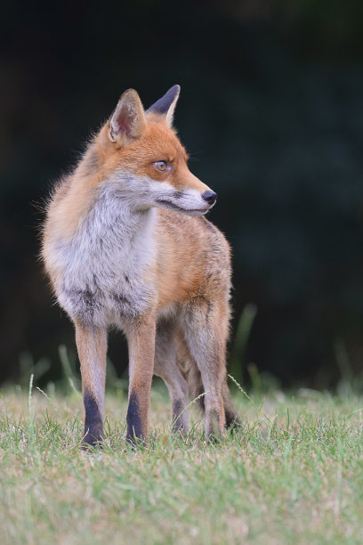 foxface