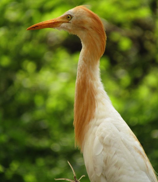 ibis