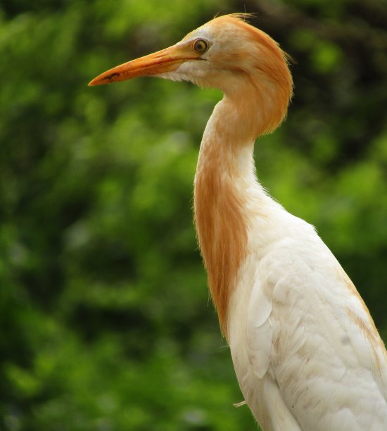 ibis