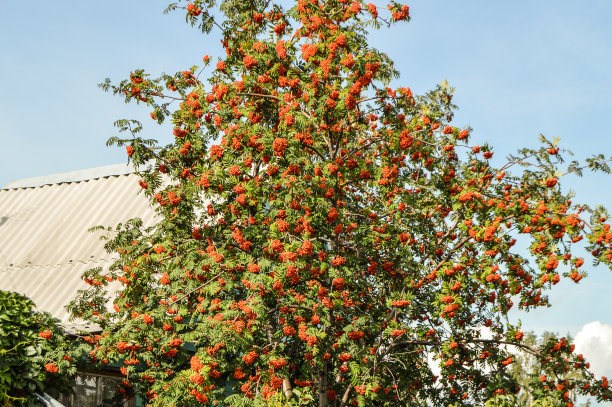 rowan