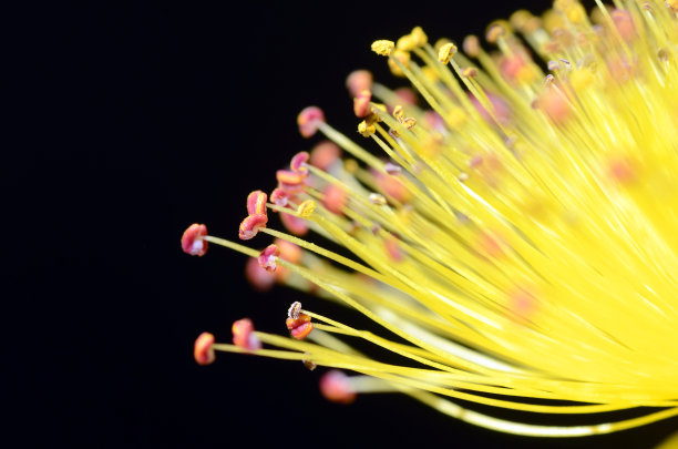 stamens