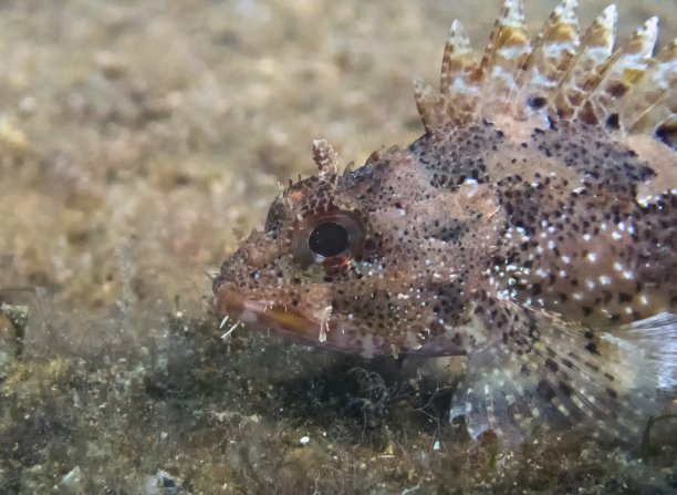 pterois