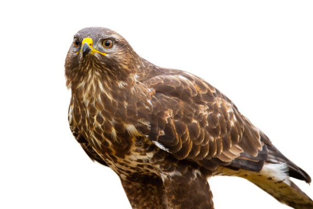buzzard