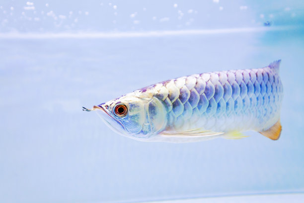 arowana