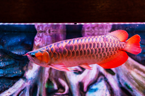 arowana