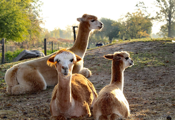 llama
