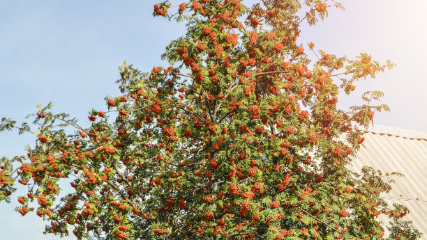 rowan