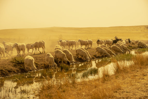 草原上行走的羊群