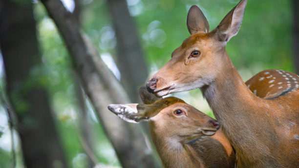 doe