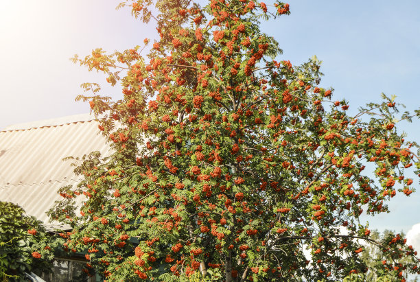 rowan