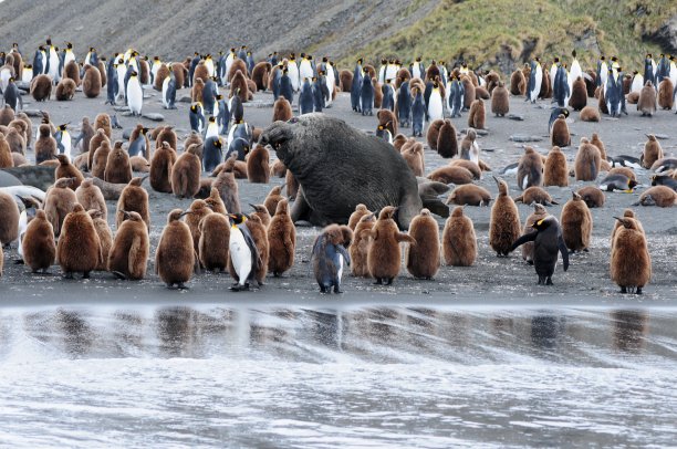 colony