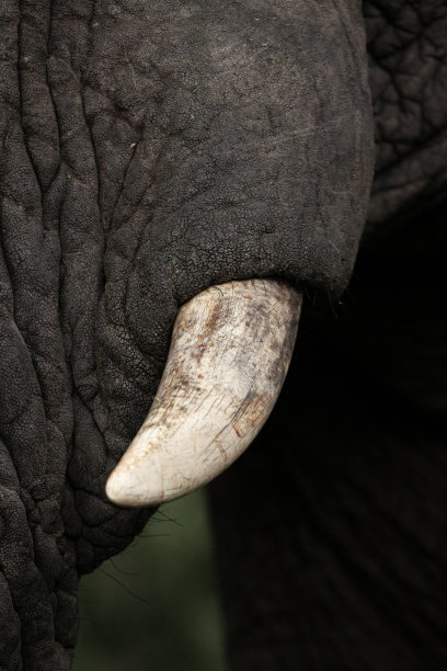 pachyderm