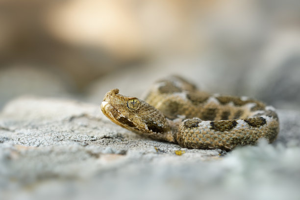 atheris