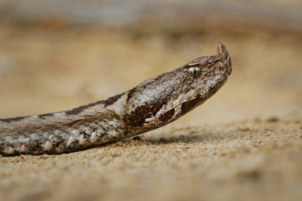 atheris