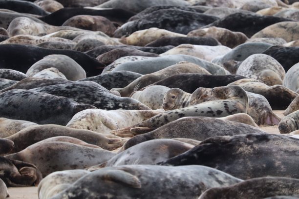 colony