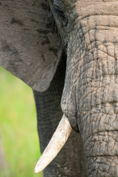 pachyderm