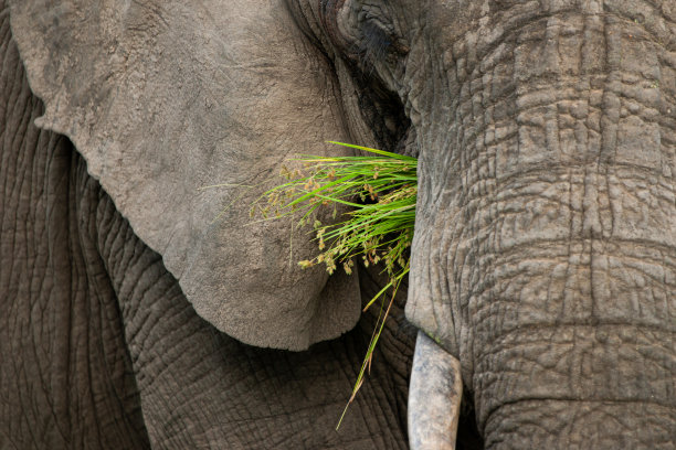 pachyderm