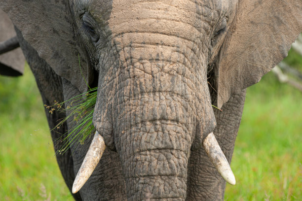 pachyderm