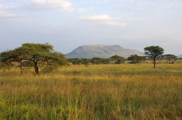 serengeti