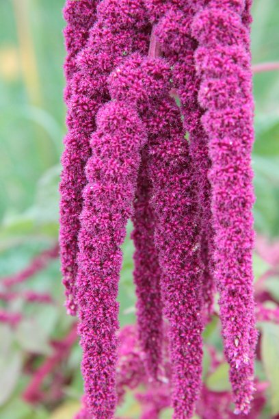 gomphrena