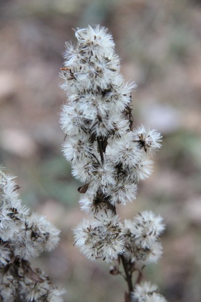 filipendula