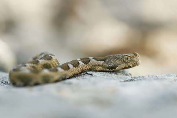 atheris