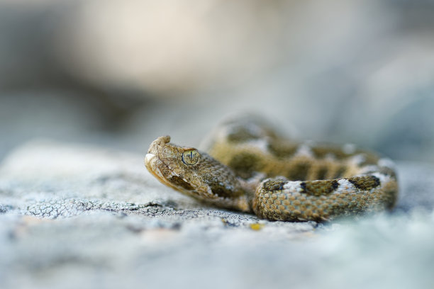 atheris