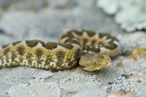 atheris