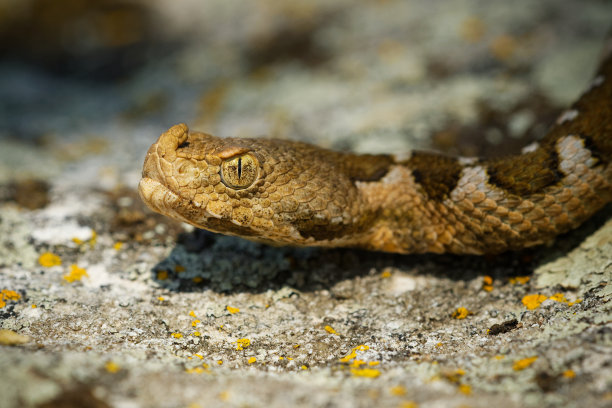 atheris