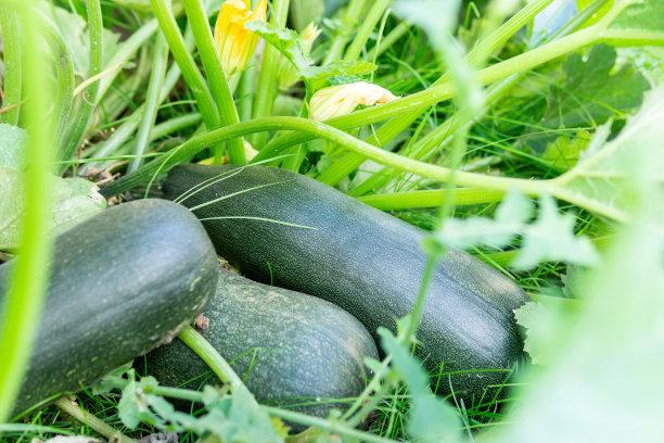 courgette