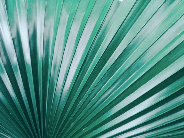 清新蓝绿棕榈叶图案背景