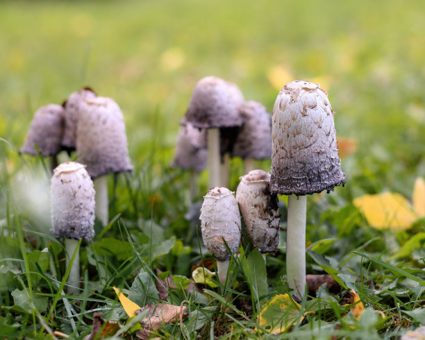 agaric