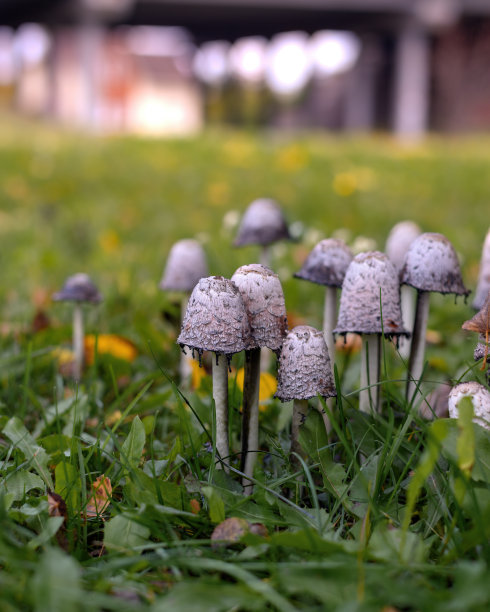 agaric