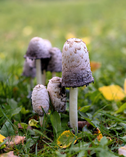 agaric