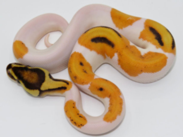 atheris
