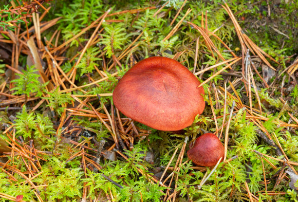cortinarius