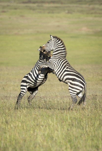 safari