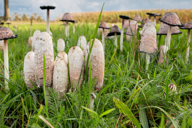 coprinus