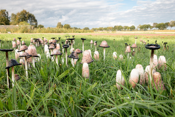 coprinus