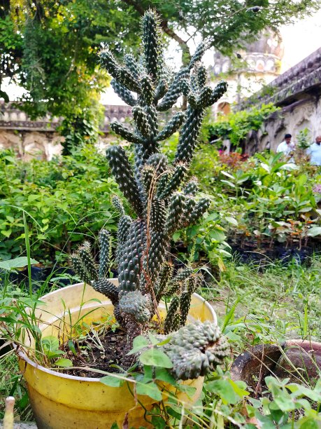 cholla