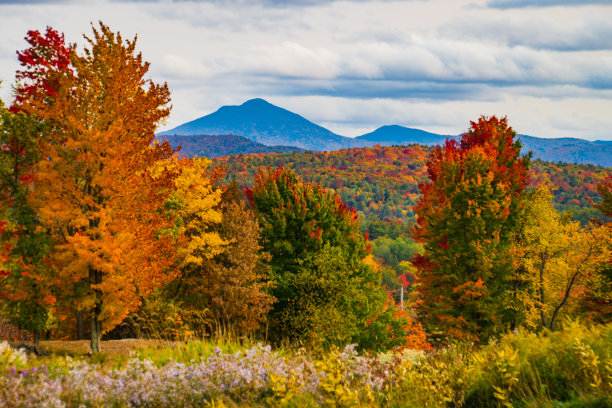 vt