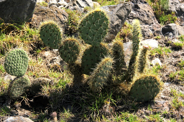 saguaro