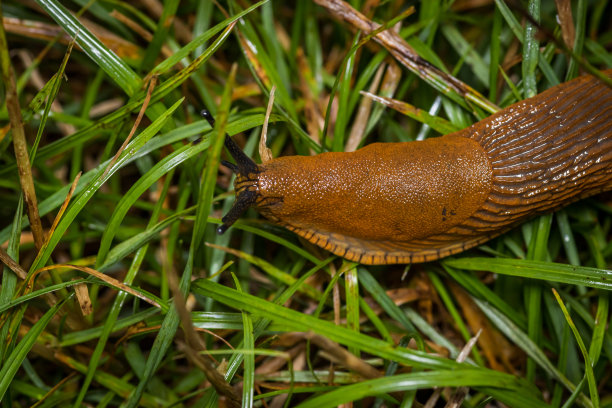 gastropod