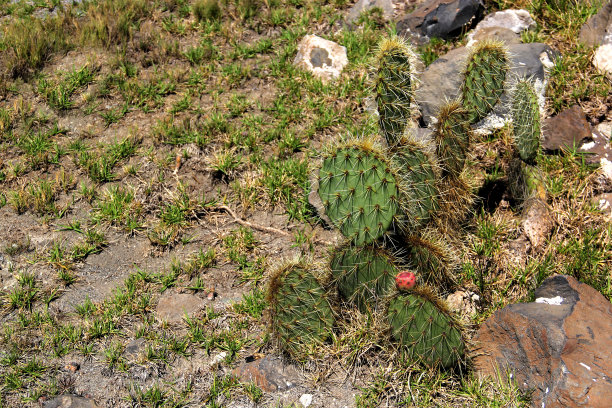 cholla