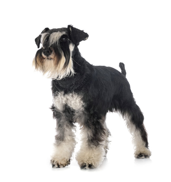 schnauzer