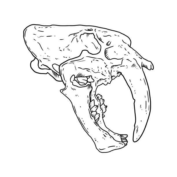 老虎头骨化石