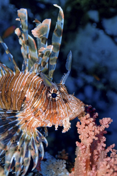 lionfish