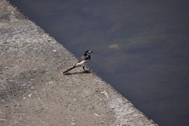 wagtail