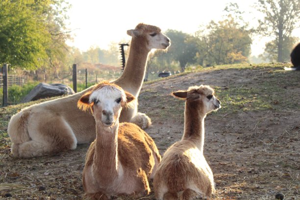 llama