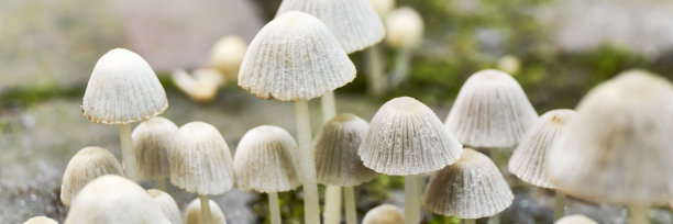 agaric
